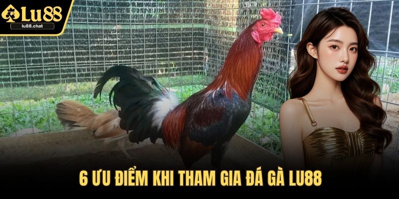 6 ưu điểm khi tham gia đá gà LU88