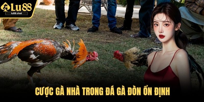 Cược gà Nhà trong đá gà đòn ổn định