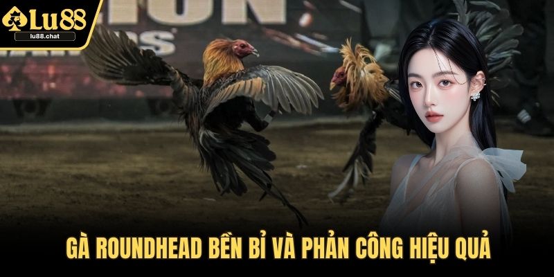 Gà Roundhead bền bỉ và phản công hiệu quả