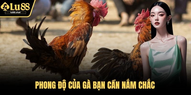 Phong độ của gà bạn cần nắm chắc 