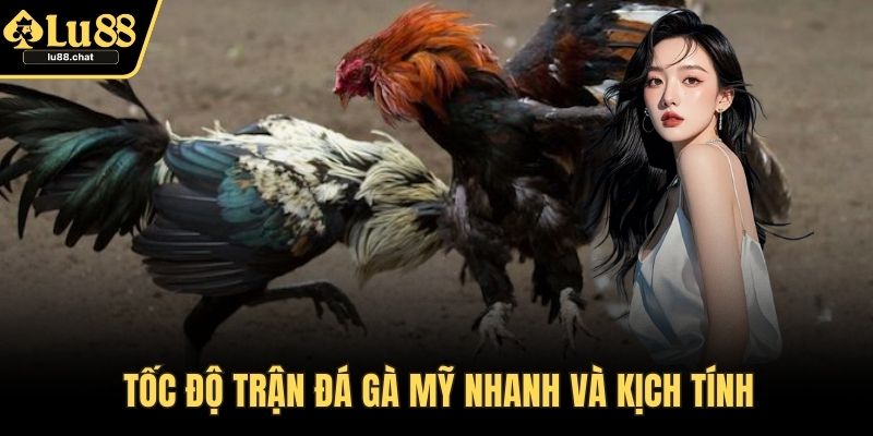 Tốc độ trận đá gà Mỹ nhanh và kịch tính